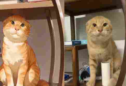 耄耋大战Mur猫,奇怪的皮肤又增加了(图4) 游侠网4